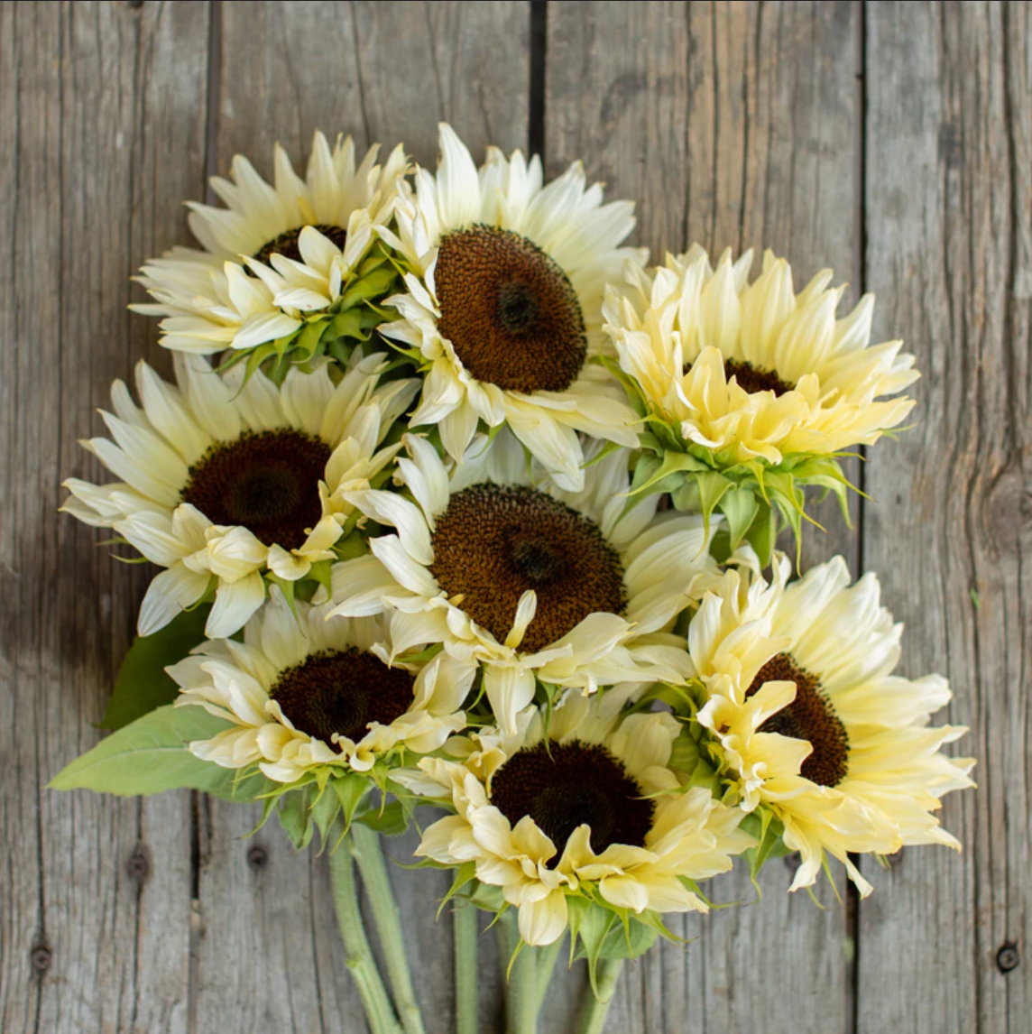 Sunflower 'White Nite'