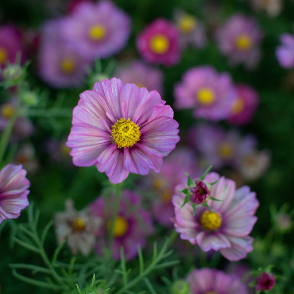 Cosmos 'Xsenia'