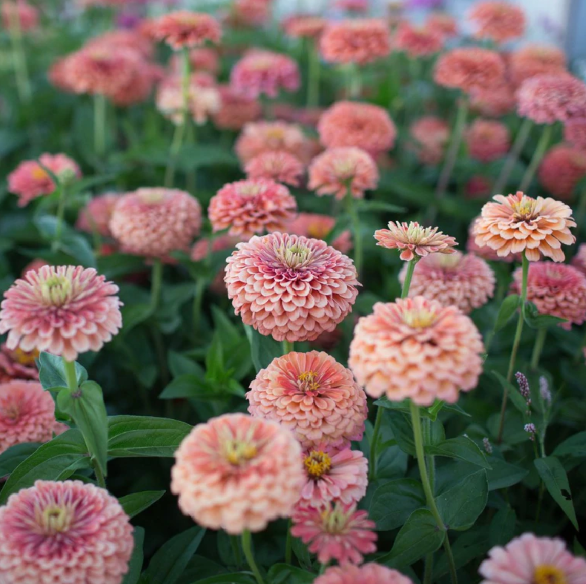 Zinnia 'Benary's Salmon Rose'