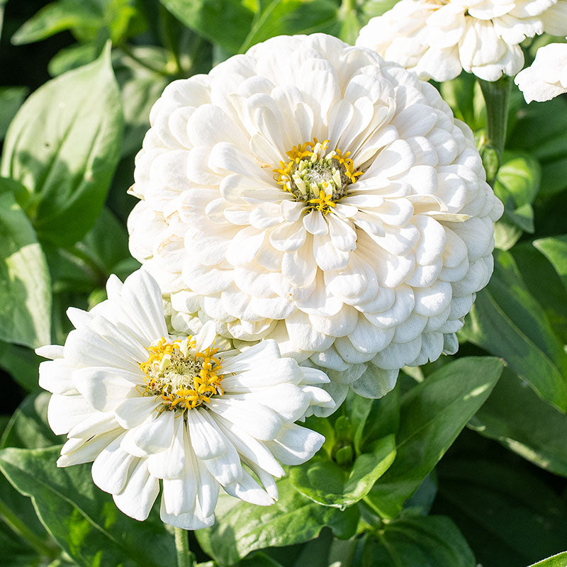 Zinnia 'Polar Bear'