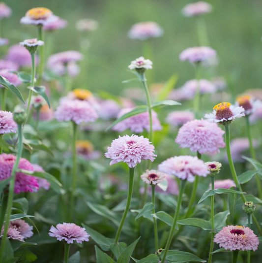 Zinnia 'Zinderella Lilac'