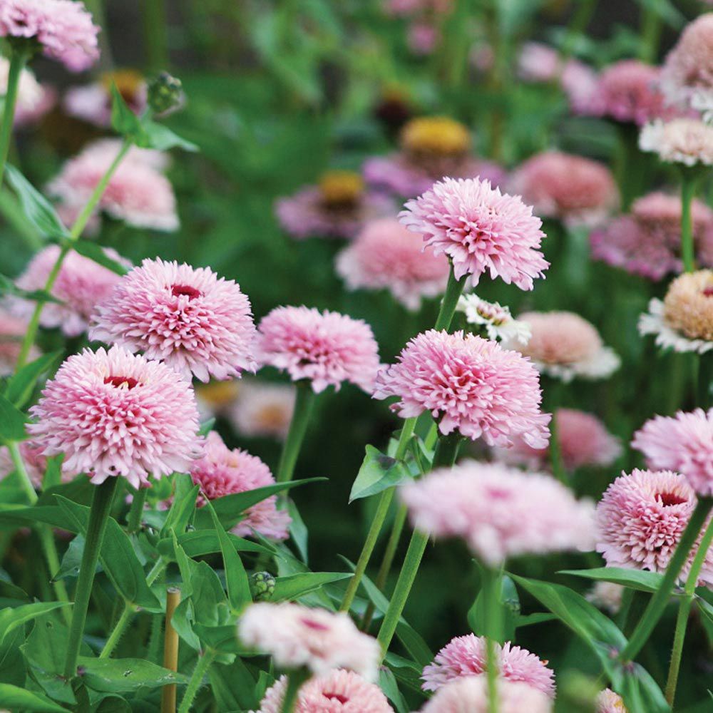 Zinnia 'Zinderella Lilac'